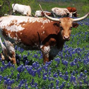 Meet your Posher, Velmer-ruby